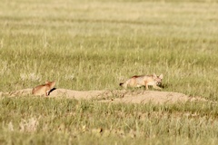 Vulpes velox