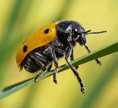 Lachnaia sexpunctata