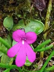 Pinguicula mesophytica