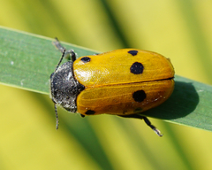 Lachnaia sexpunctata