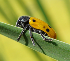 Lachnaia sexpunctata