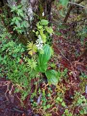 Calanthe calanthoides