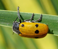 Lachnaia sexpunctata
