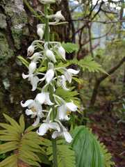 Calanthe calanthoides