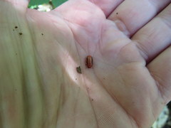 Disonycha balsbaughi