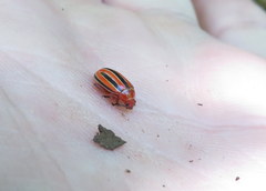 Disonycha balsbaughi