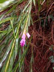 Isochilus bracteatus