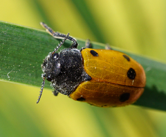 Lachnaia sexpunctata