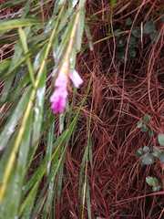 Isochilus bracteatus