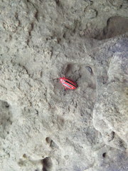 Disonycha balsbaughi