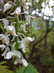 Calanthe calanthoides