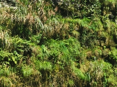 Polygonatum sibiricum