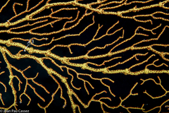 Melithaea ochracea image