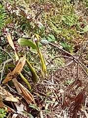 Prosthechea brassavolae
