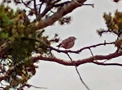 Junco