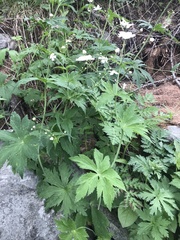 Ranunculus platanifolius