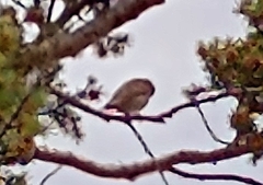Junco