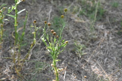 Helenium thurberi