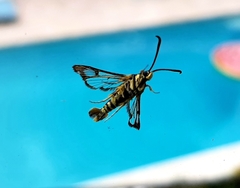 Synanthedon bibionipennis