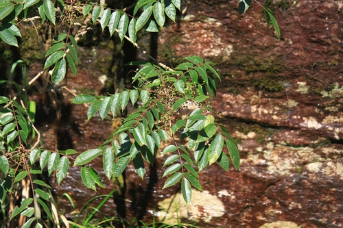 Toxicodendron sylvestre iNat (1)