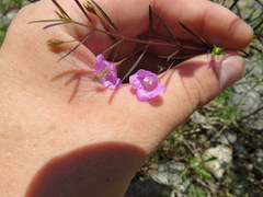 Agalinis gattingeri