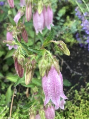 Campanula punctata