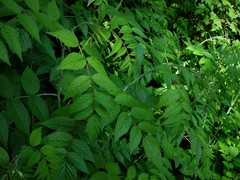 Rubus cockburnianus