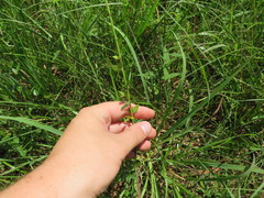 Desmodium marilandicum