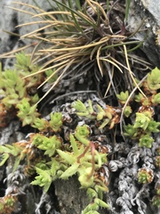 Saxifraga aspera