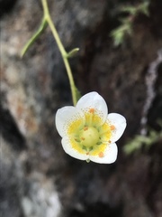 Saxifraga aspera