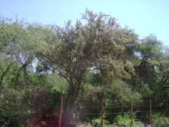 Atamisquea emarginata