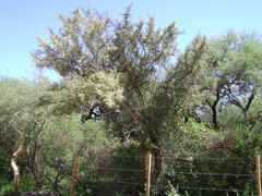 Atamisquea emarginata