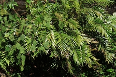 Osmunda vachellii