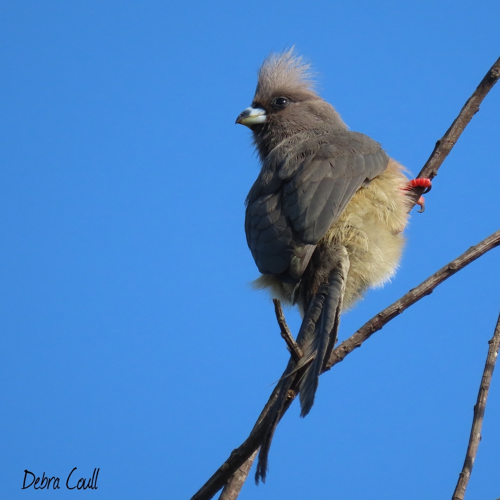 White-backed Mousebird photo