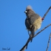 White-backed Mousebird - Photo (c) deb, some rights reserved (CC BY-NC), uploaded by deb