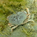 Dungeness Crab - Photo (c) Em Lim, some rights reserved (CC BY-NC), uploaded by Em Lim