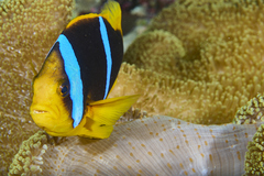 Stichodactyla mertensii