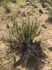 Scutellaria wrightii
