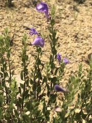 Scutellaria wrightii