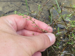 Gratiola quartermaniae