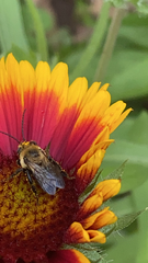 Melissodes desponsus