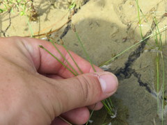 Eleocharis engelmannii