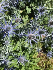 Eryngium amethystinum