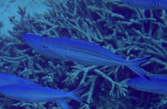 Caesio varilineata