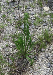 Liatris aspera