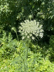 Daucus carota