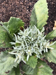 Eriodictyon crassifolium