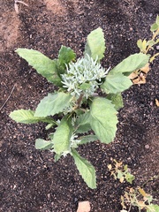 Eriodictyon crassifolium