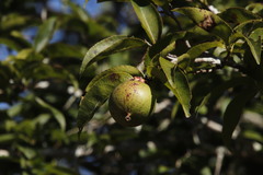 Oncoba spinosa