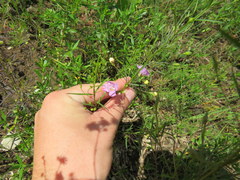 Agalinis gattingeri